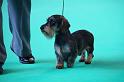 Crufts_dachshunds 118